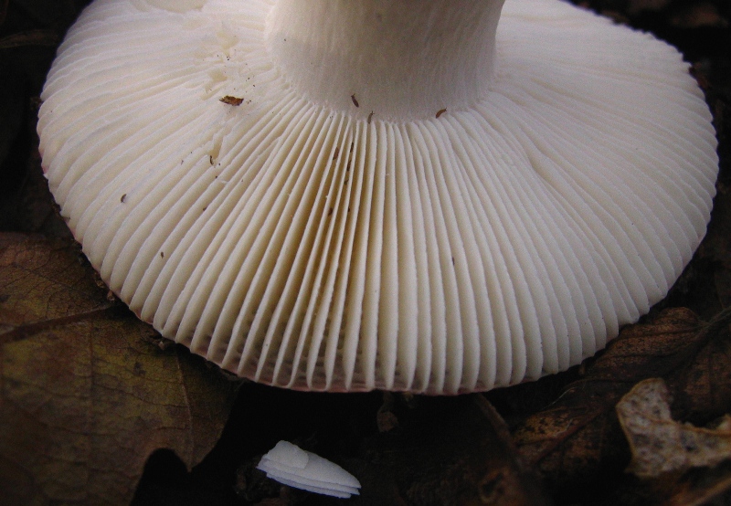 Escursione in querceto, finalmente i funghi!!!